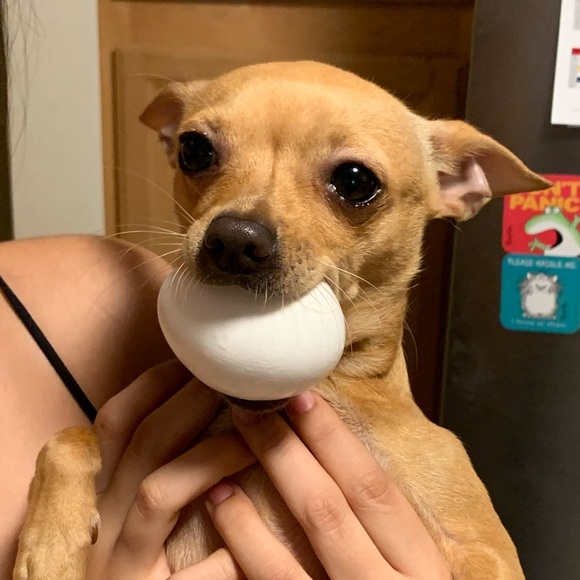 Meet your Posher, Cat - Picture 1 of 1